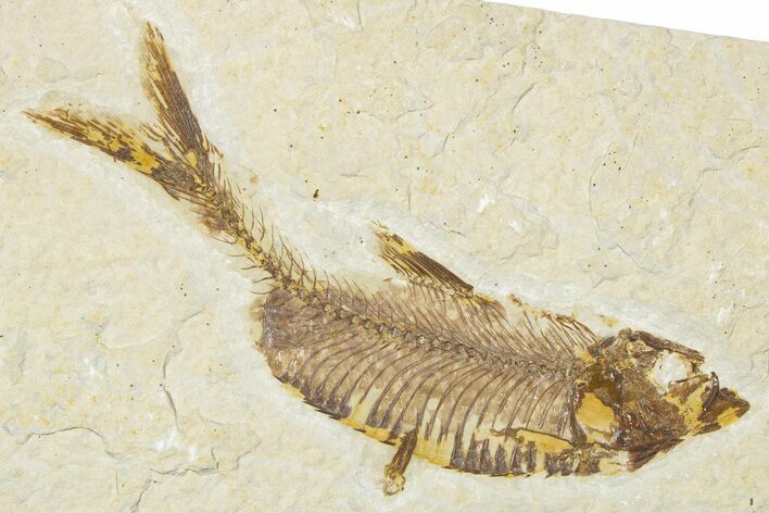 Detailed Fossil Fish (Knightia) - Wyoming #345393